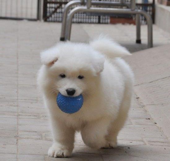 江门宠物狗狗犬舍出售纯种萨摩耶犬幼犬狗狗领养