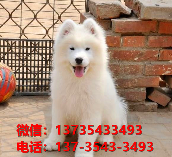 临汾宠物狗犬舍出售纯种萨摩耶犬 网上哪里有宠物狗领养