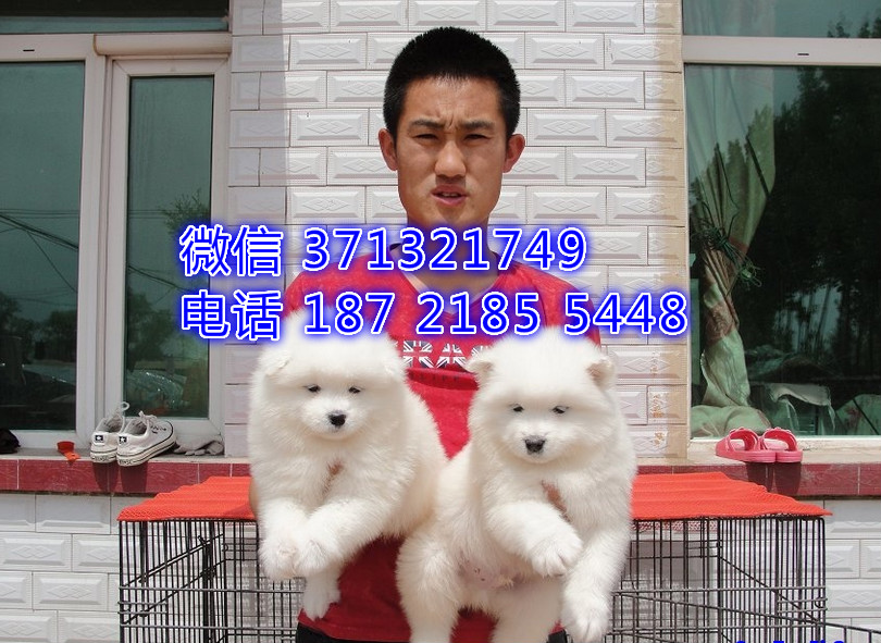 深圳狗场 萨摩犬出售纯种 深圳特价宠物狗狗专