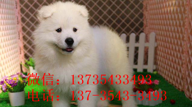 南昌犬舍宠物狗狗出售纯种萨摩犬幼犬白色萨摩耶犬领养