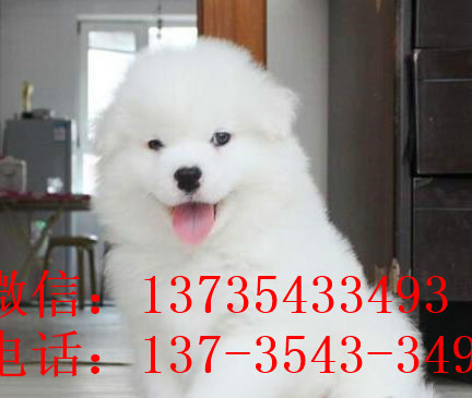 济南犬舍出售纯种萨摩耶犬狗市场在哪 网上哪有买狗卖狗