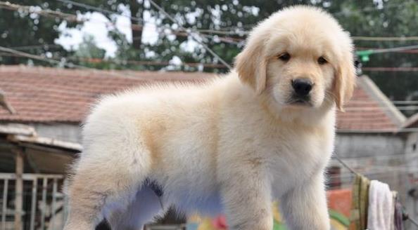 镇江犬舍宠物狗出售纯种金毛犬幼犬领养狗市在