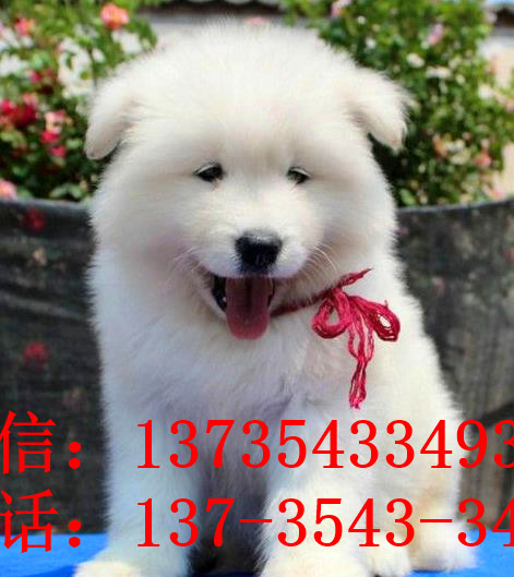 宁波宠物狗狗出售纯种萨摩耶犬幼犬澳版萨摩狗