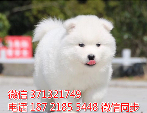 济南特惠萨摩犬出售，济南犬舍在哪里 狗场繁殖