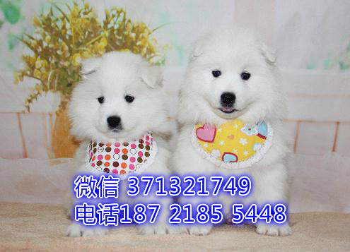 南昌宠物萨摩犬出售纯种 南昌犬舍 南昌宠物哪里有