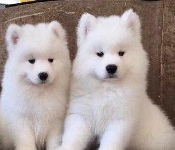 怒江买狗网 怒江名犬基地买萨摩耶