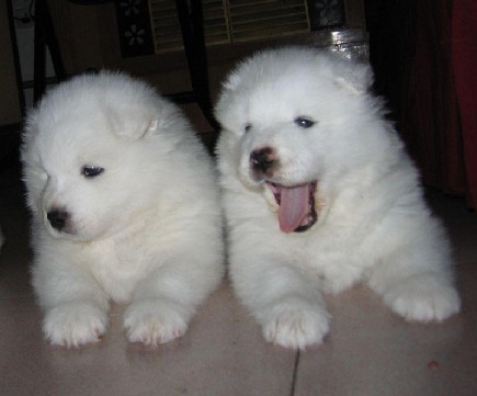 玉溪买萨摩耶 澄江县买萨摩耶 本地狗场出售萨