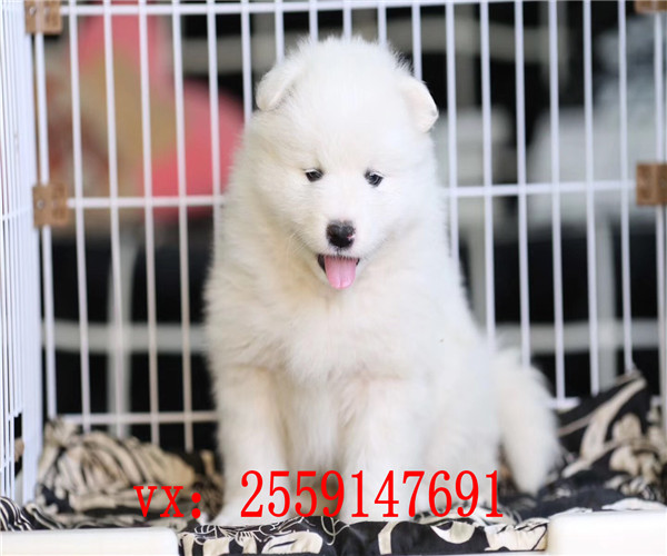 深圳萨摩耶出售 深圳萨摩耶犬舍 深圳哪里卖纯