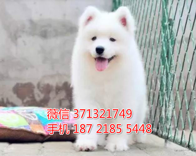 深圳宠物萨摩犬出售纯种幼犬 深圳宠物狗犬舍