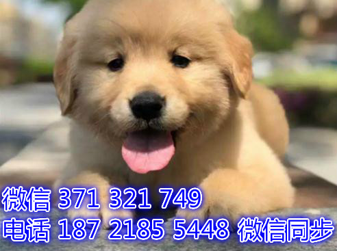 武汉宠物狗狗 金毛犬出售纯种幼犬 武汉特价促销