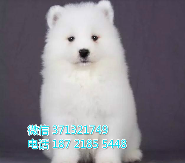 西宁犬舍 宠物狗狗出售 萨摩犬狗狗 西宁犬舍