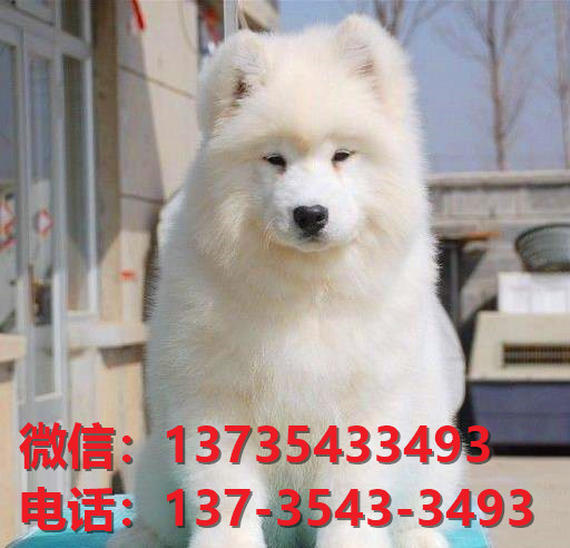 正宗萨摩耶犬出售济南宠物狗市场在哪里卖狗哪里有狗狗领养萨摩幼犬