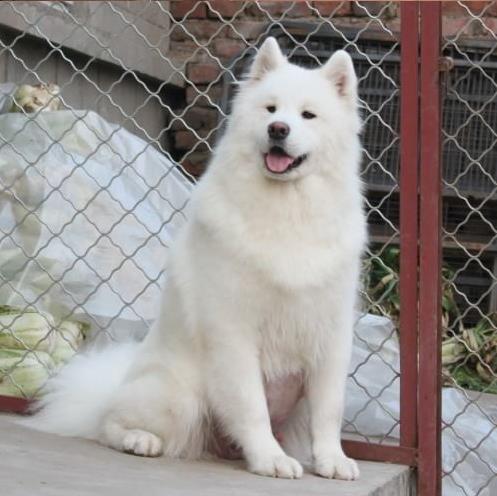 正宗萨摩耶犬领养西安犬舍宠物狗市场在哪里买