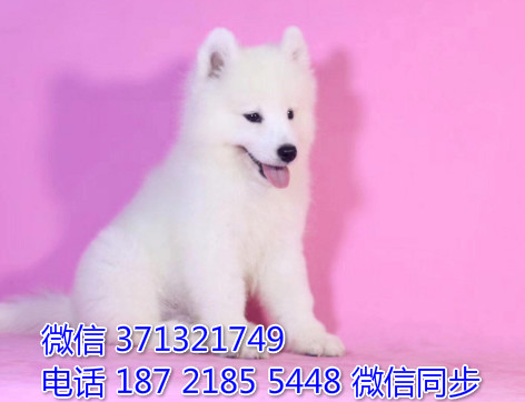 宁波狗狗 萨摩犬出售纯种幼犬 宁波犬舍 全国发货