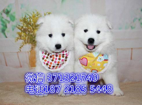 西安宠物 萨摩犬出售纯种 西安犬舍在哪里