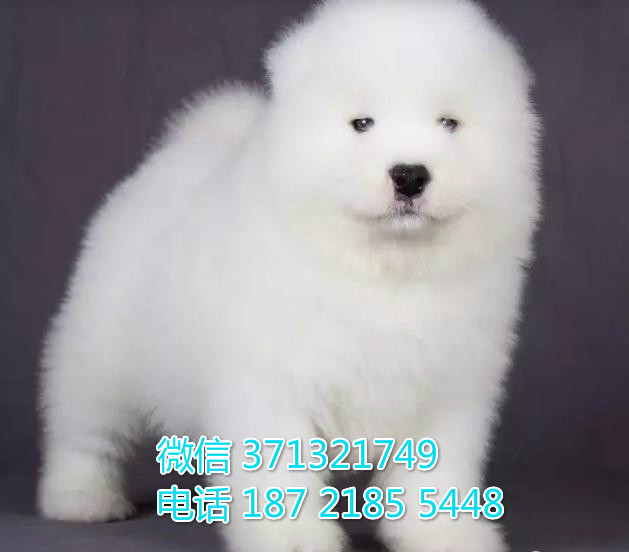 太原 萨摩犬出售纯种幼犬 太原狗场繁殖太原犬舍