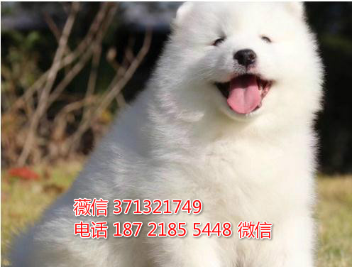 长春宠物 萨摩犬纯种幼犬出售 长春犬舍在哪里