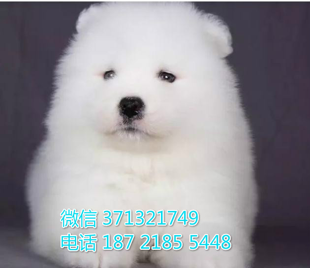 太原 萨摩犬出售纯种幼犬 太原狗场繁殖太原犬舍