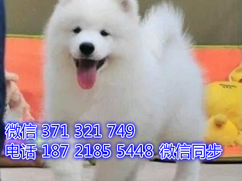 南京宠物狗狗萨摩犬出售纯种 南京犬舍狗场促