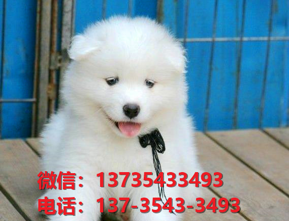 正宗萨摩耶犬出售济南宠物狗市场在哪里卖狗哪里有狗狗领养萨摩幼犬