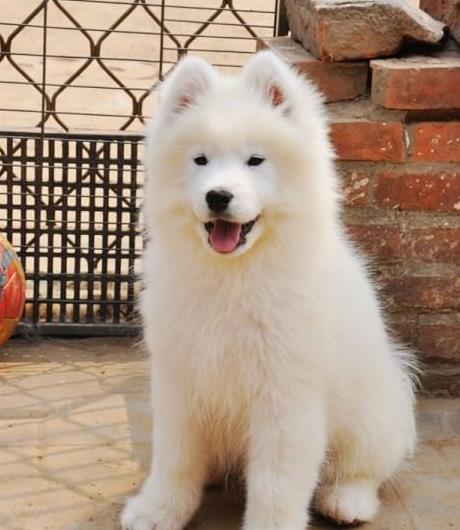 萨摩耶犬出售 南京宠物狗犬舍狗市场在哪买狗