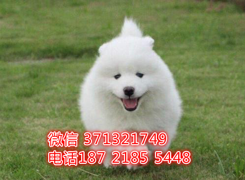 重庆狗狗 萨摩犬出售纯种幼犬 重庆特价宠物