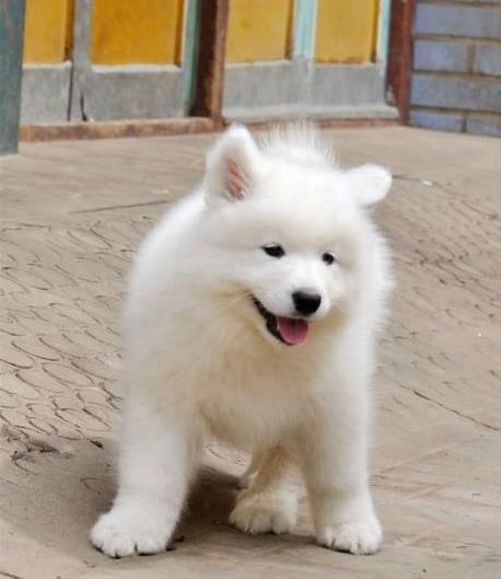 济南宠物狗犬舍出售纯种萨摩耶犬宠物狗市场在