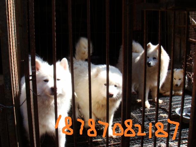 文山哪里卖宠物犬 文山宠物狗市场 文山宠物网