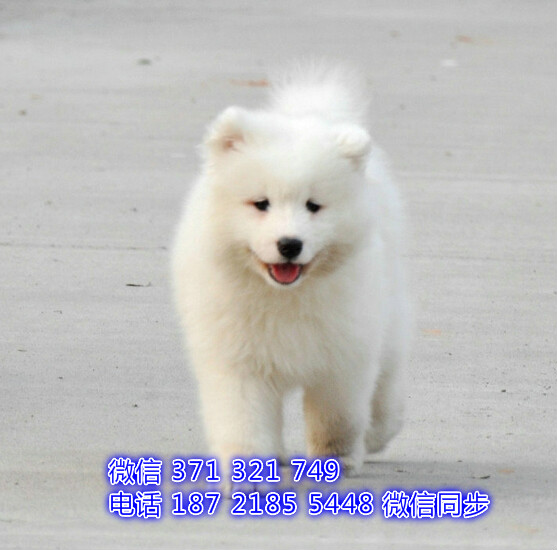 深圳宠物 萨摩犬出售纯种幼犬 深圳宠物狗犬舍