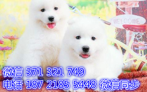 济南宠物狗狗 萨摩出售纯种幼犬 济南犬舍在哪里
