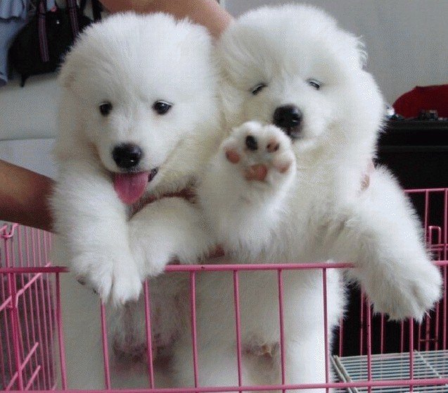 砚山县买名犬 砚山县买萨摩耶请进 狗场出售萨