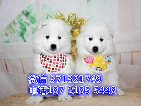 南昌宠物萨摩犬出售纯种 南昌犬舍 南昌宠物哪里有