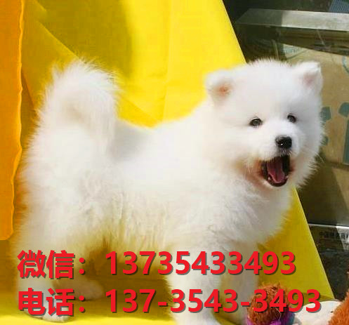 西安狗场出售纯种萨摩耶犬宠物狗市场在哪卖狗