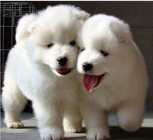 景洪哪里买狗好 景洪买萨摩耶 景洪宠物网