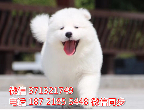 深圳特惠 宠物萨摩犬纯种幼犬 深圳犬舍在哪里