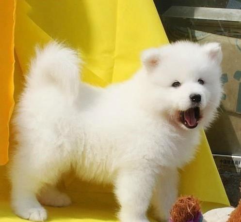 纯种萨摩耶犬出售宠物狗狗犬舍领养活体宠物狗