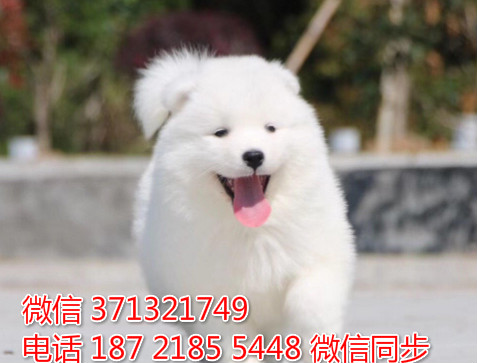 南昌宠物狗狗 萨摩犬出售 南昌犬舍 南昌宠物店