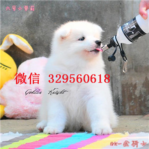  吉林哪里卖萨摩耶犬多少钱萨摩耶犬价格萨摩