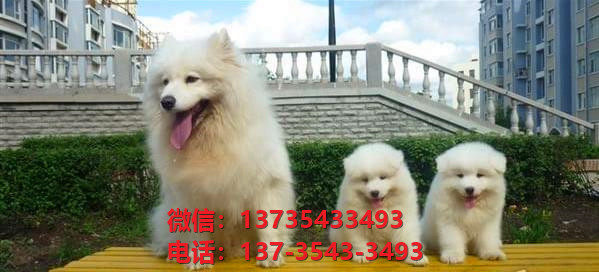 南京宠物狗狗犬舍出售纯种萨摩耶犬幼犬白色澳