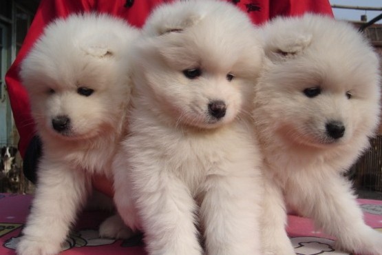 兴义买萨摩耶的地方 兴义一般都到哪里买小狗