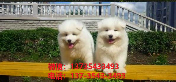 南京宠物狗狗犬舍出售纯种萨摩耶犬幼犬白色澳版萨摩狗