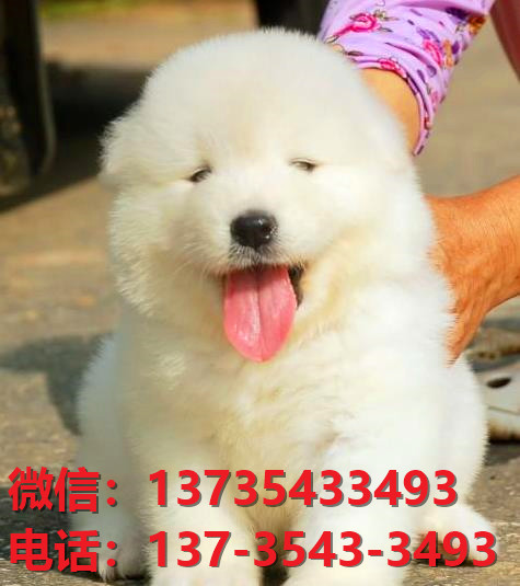 济南宠物狗狗犬舍出售纯种萨摩耶犬幼犬白色澳