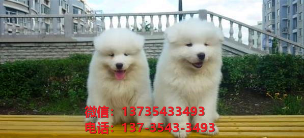 南京宠物狗狗犬舍出售纯种萨摩耶犬幼犬白色澳版萨摩狗