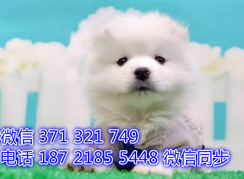 宠物狗狗萨摩出售幼犬 全国可以发货 犬舍繁殖