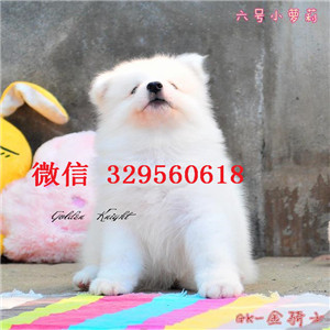  衡阳哪里出售澳版精品萨摩耶，纯种萨摩幼犬，赛