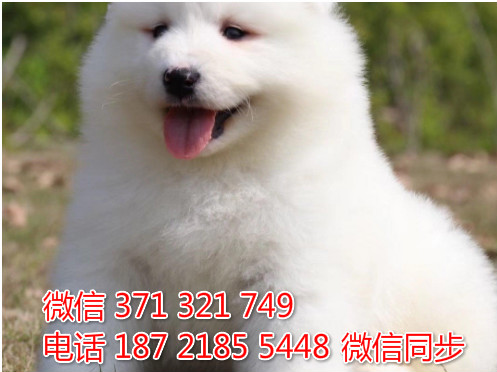 萨摩纯种幼犬出售，犬舍直销萨摩 犬舍狗场宠物狗壕