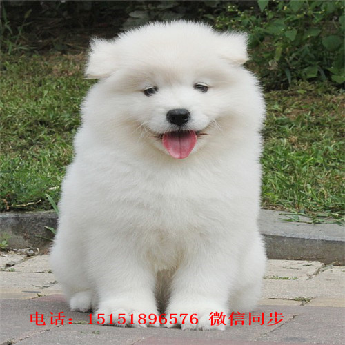 哈尔滨哪里卖便宜的萨摩耶 哈尔滨家养萨摩耶