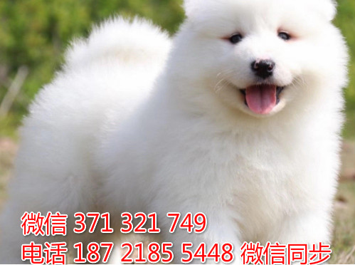 萨摩纯种幼犬出售，犬舍直销萨摩 犬舍狗场宠物