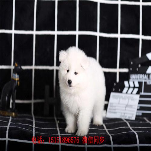 武汉哪里卖便宜的萨摩耶 武汉家养萨摩耶怎卖