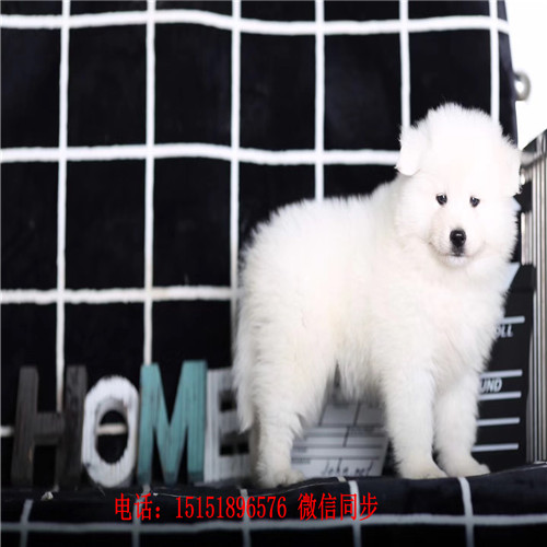 扬州哪里卖便宜的萨摩耶 扬州家养萨摩耶怎卖